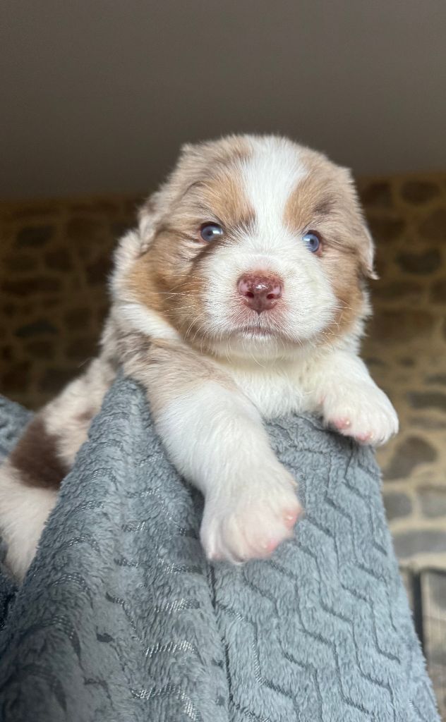 Des Rochers D'Opale - Chiots disponibles - Berger Australien