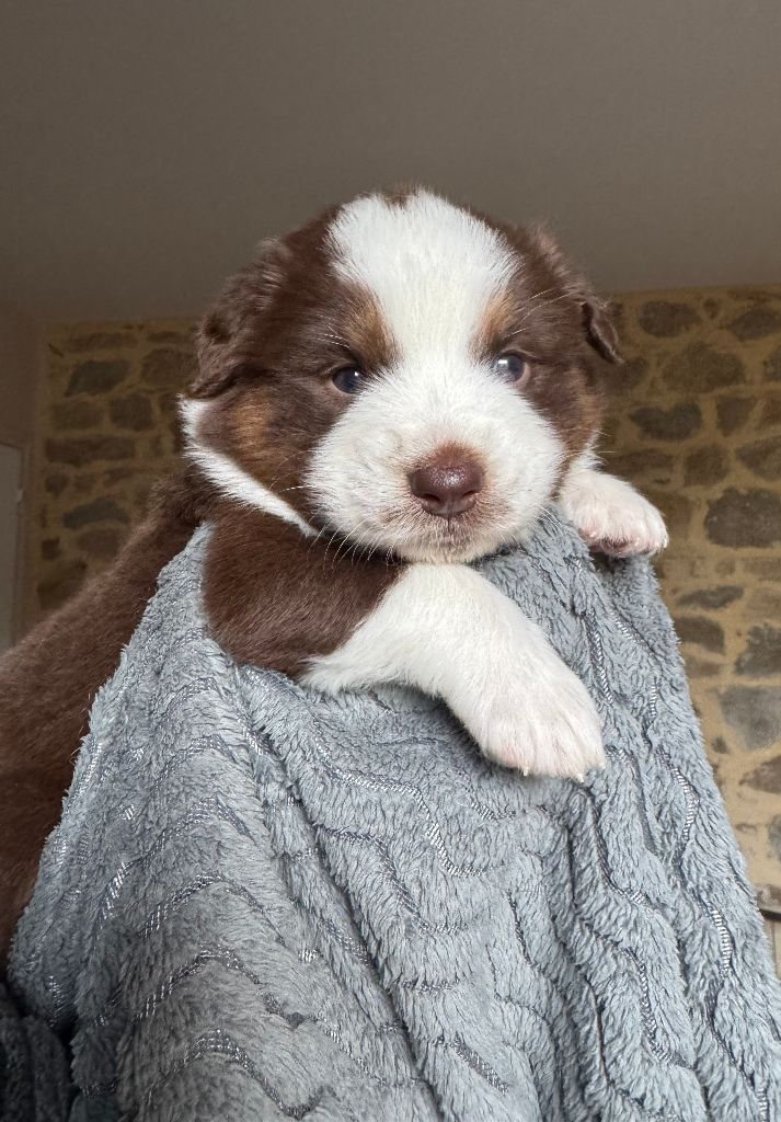 Des Rochers D'Opale - Chiots disponibles - Berger Australien