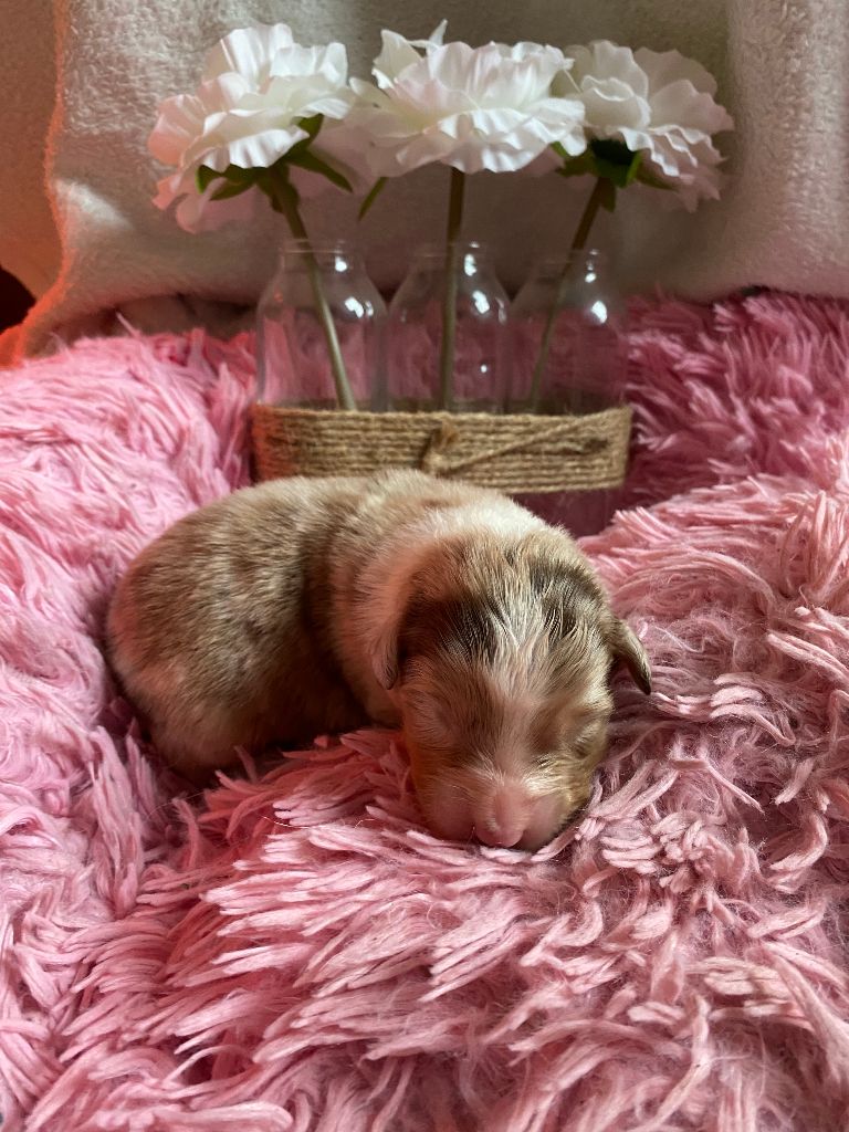 Des Rochers D'Opale - Berger Australien - Portée née le 15/04/2023