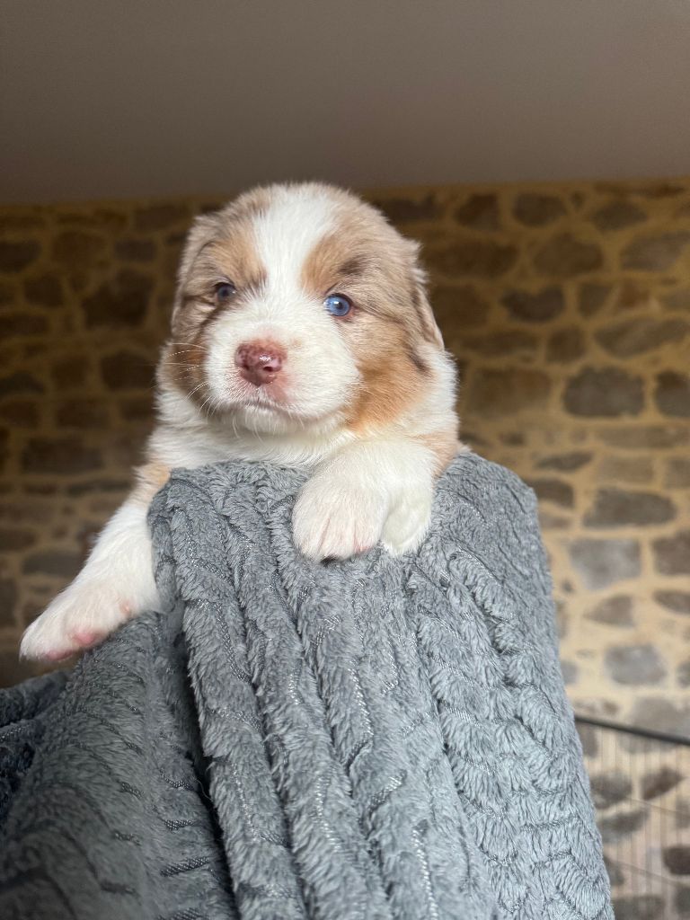 Chiot Berger Australien Des Rochers D'Opale