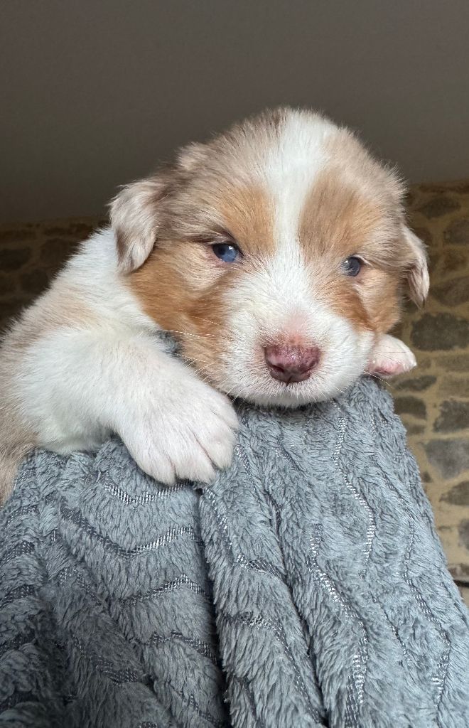 Des Rochers D'Opale - Chiots disponibles - Berger Australien